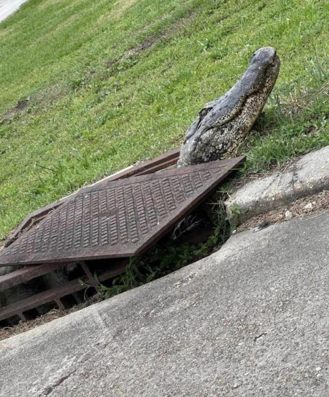 Fallen metal drain grate beside a curb with a gray stone sculpture on a grassy slope