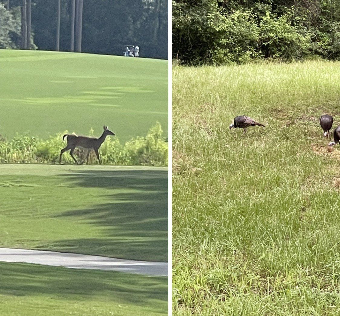 Two deer grazing in a grassy field beside a golf course fairway.