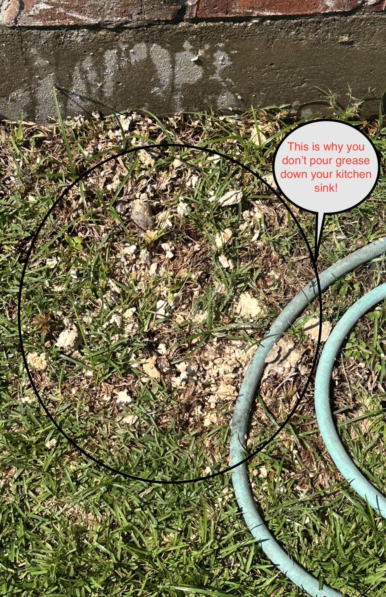Coiled blue garden hose beside mossy stone wall and grass, with a small speech-bubble sign