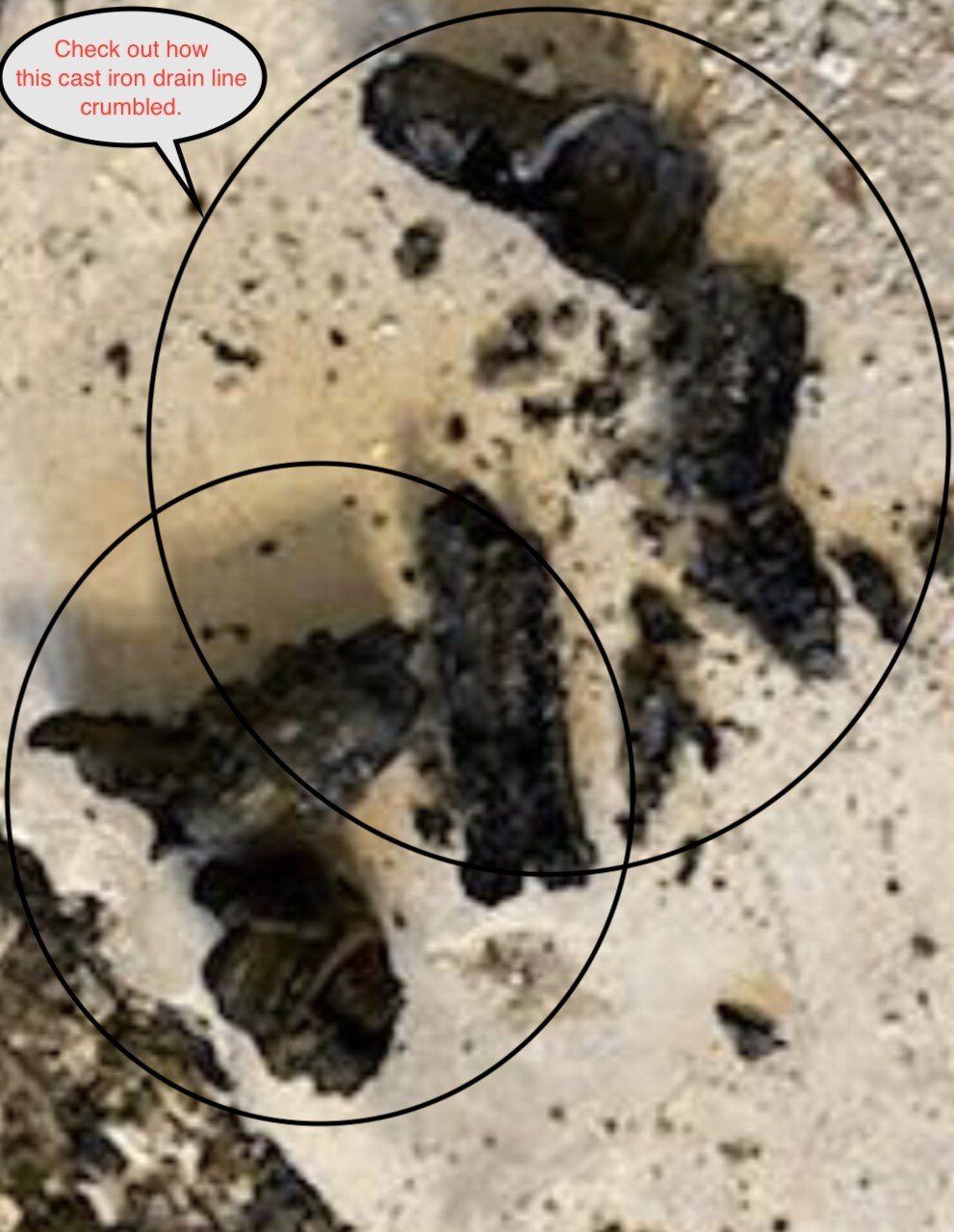 Black insect fragments on a light surface, circled for inspection.