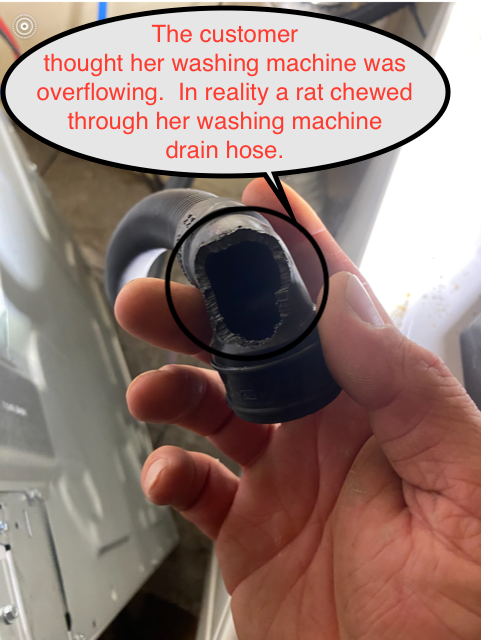 Hand holding a broken black washing machine drain hose with a caption about overflow and chewing damage