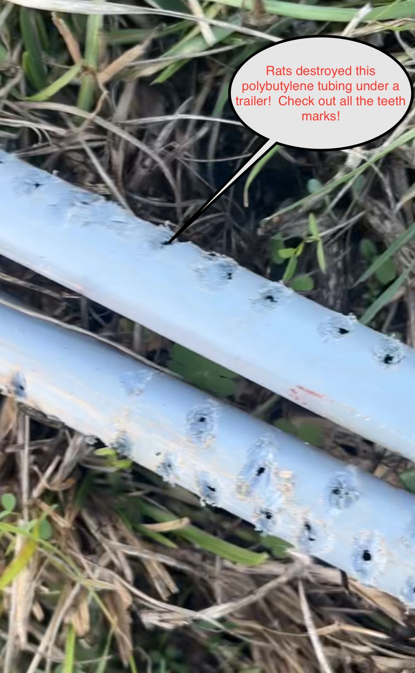 Close-up of two white plastic strips lying in grass, with small dark spots and a tiny red label.