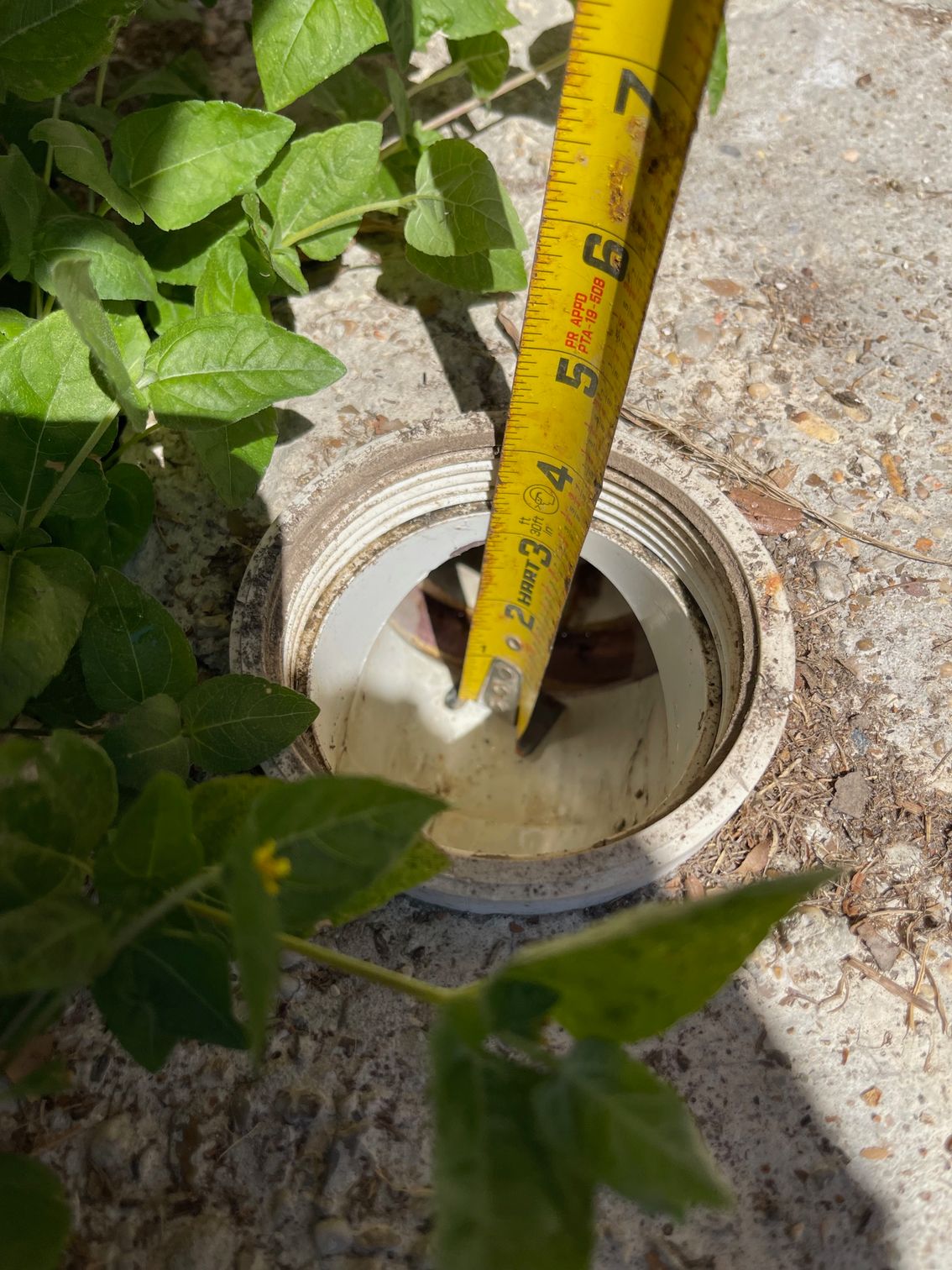 A measuring tape inside a white pipe set in concrete, surrounded by green plants.