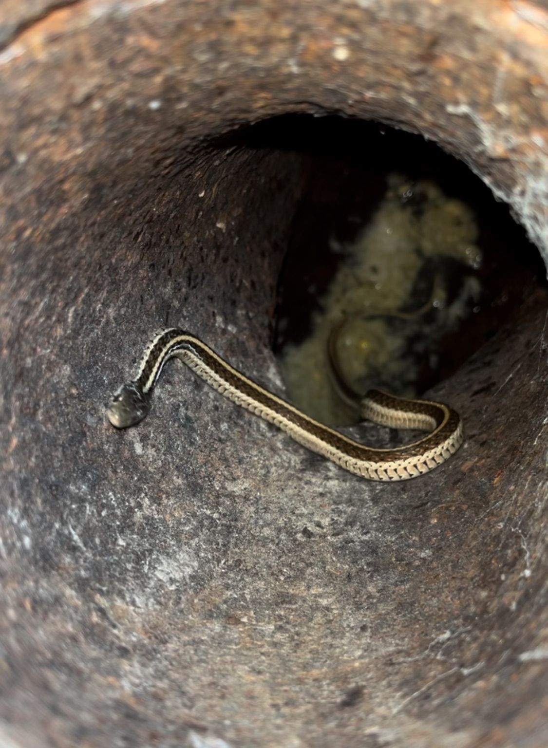 A garter snake inside a dark, cylindrical opening, looking outward.