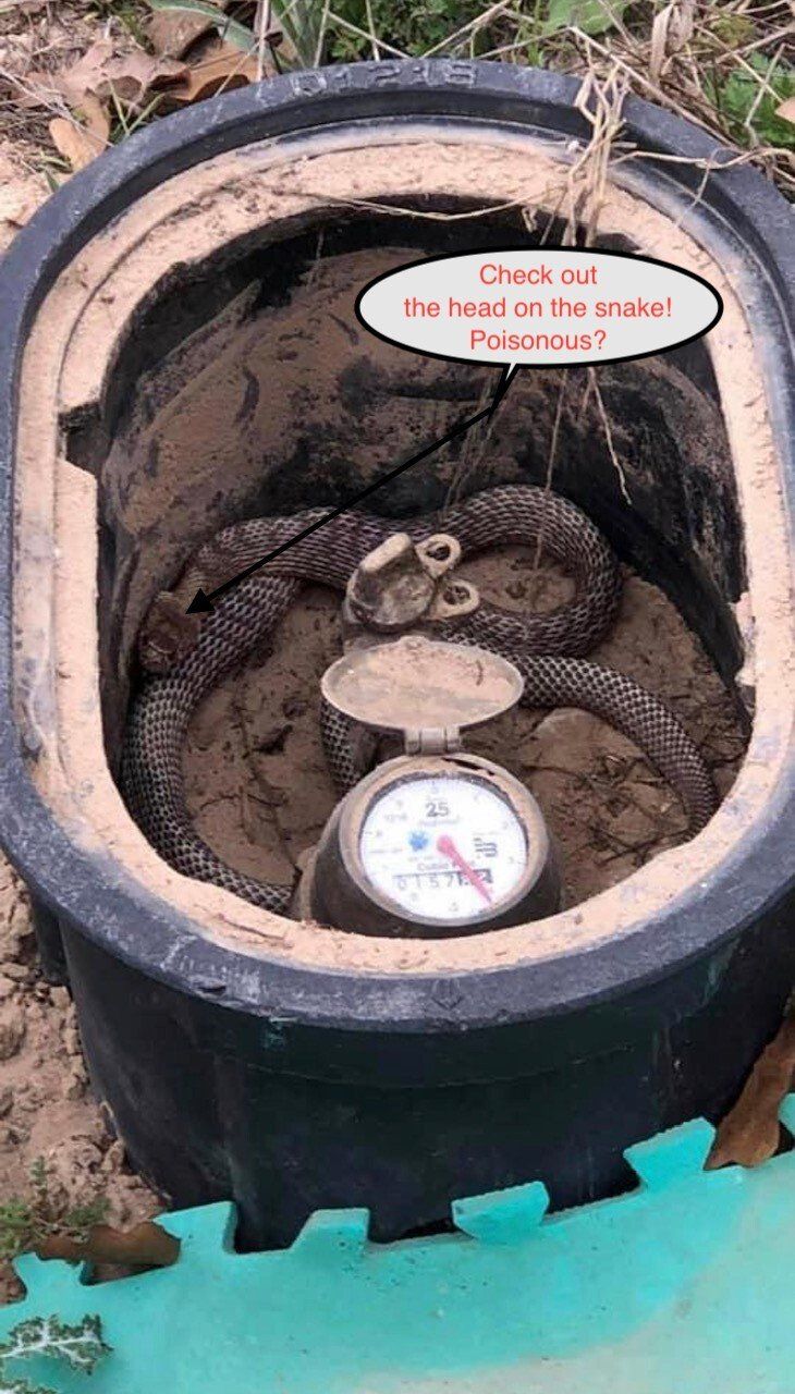 Water meter in an open utility box with a coiled snake inside and a warning sign above.