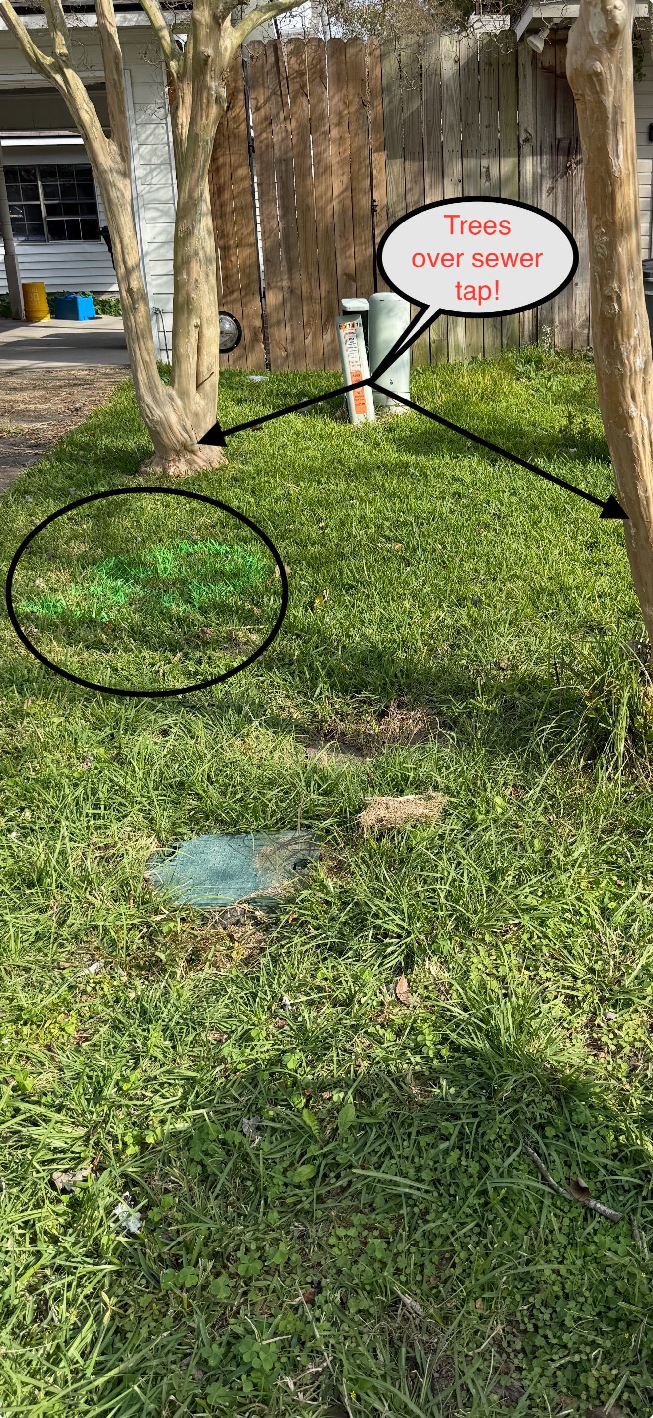 Grassy yard with a circled patch near a tree and a sign pointing to it.