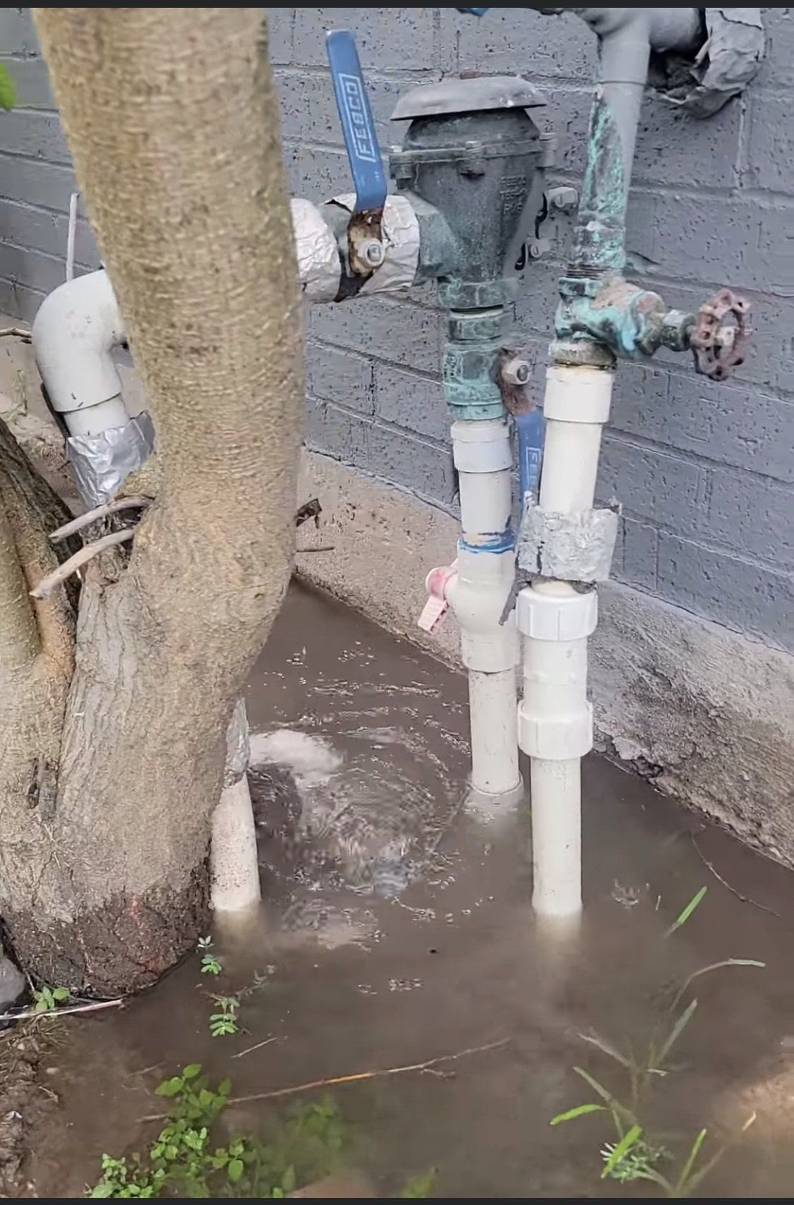 Outdoor utility pipes and valves by a wall, with water pooled around a tree trunk.