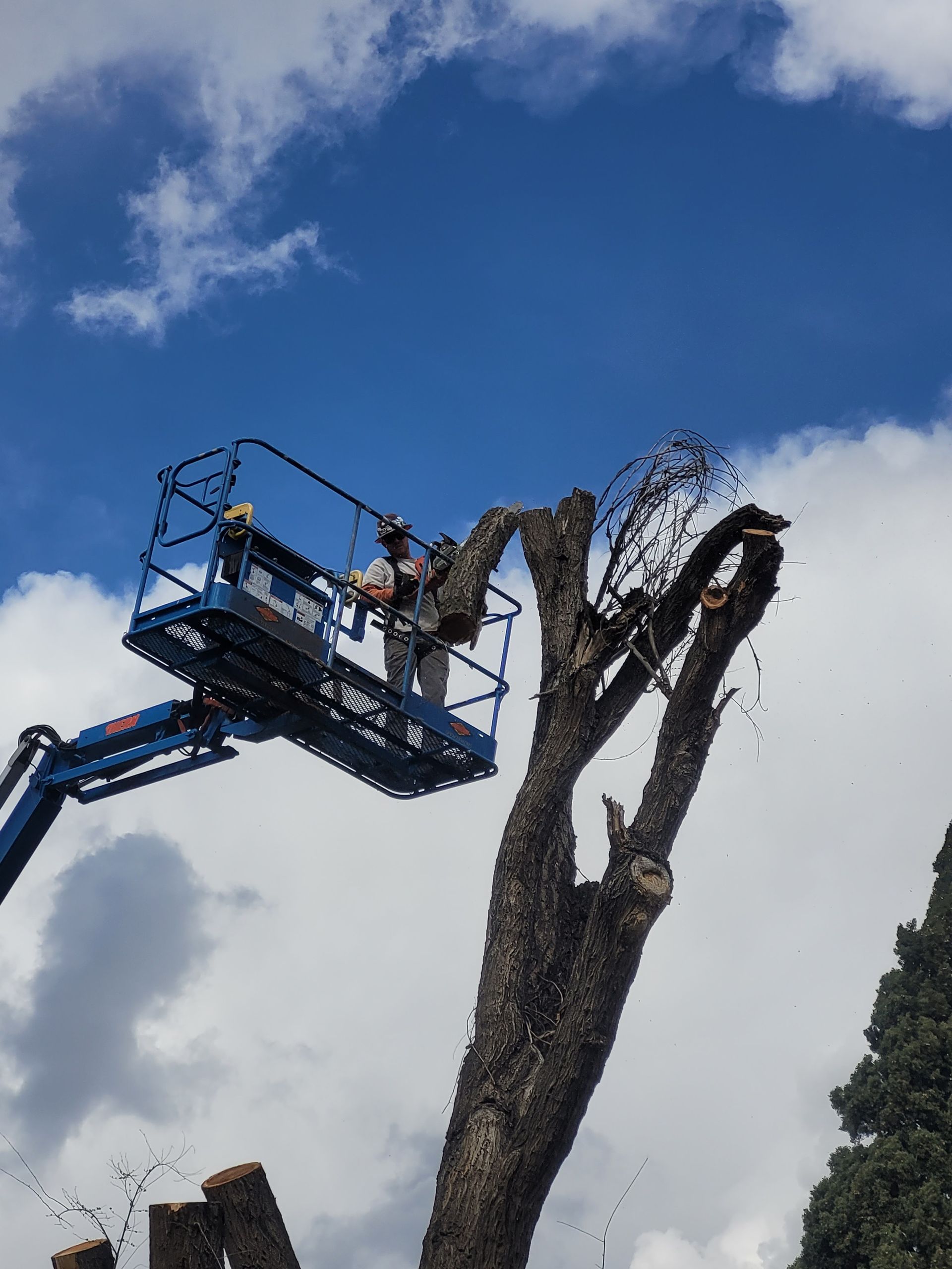 A man is cutting a tree with a crane.