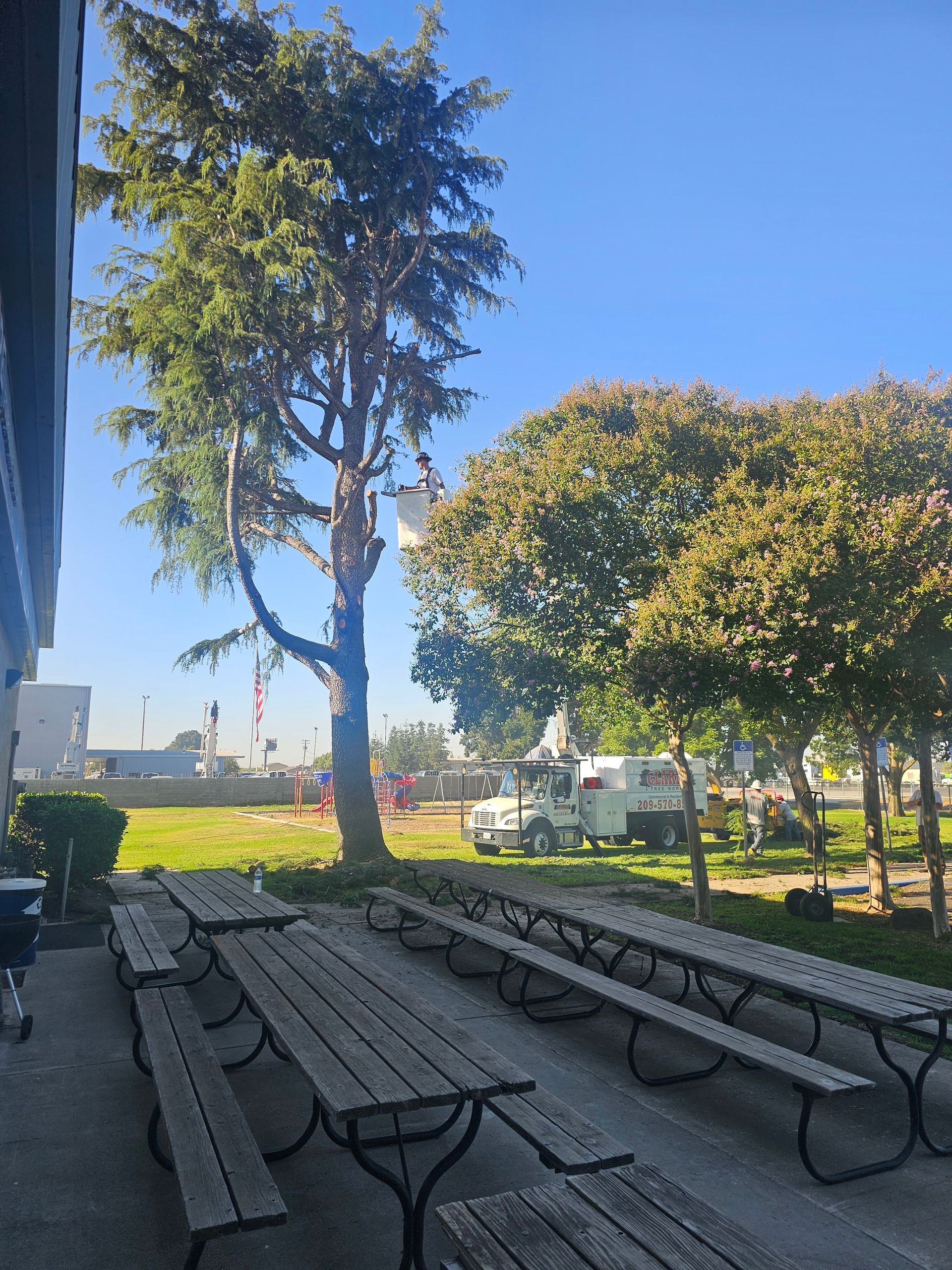 A row of wooden picnic tables in a park with a tree in the background