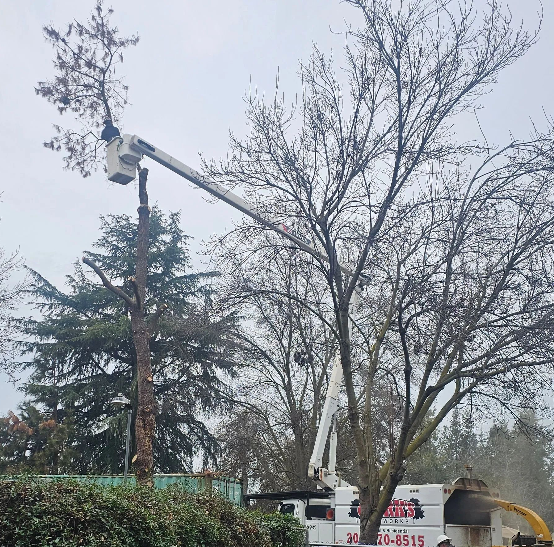 Utility truck bucket lift trimming a tree near power lines in a cloudy outdoor setting