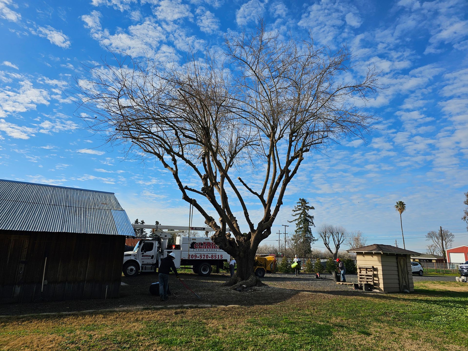 A tree is being cut down in a yard with a truck in the background.