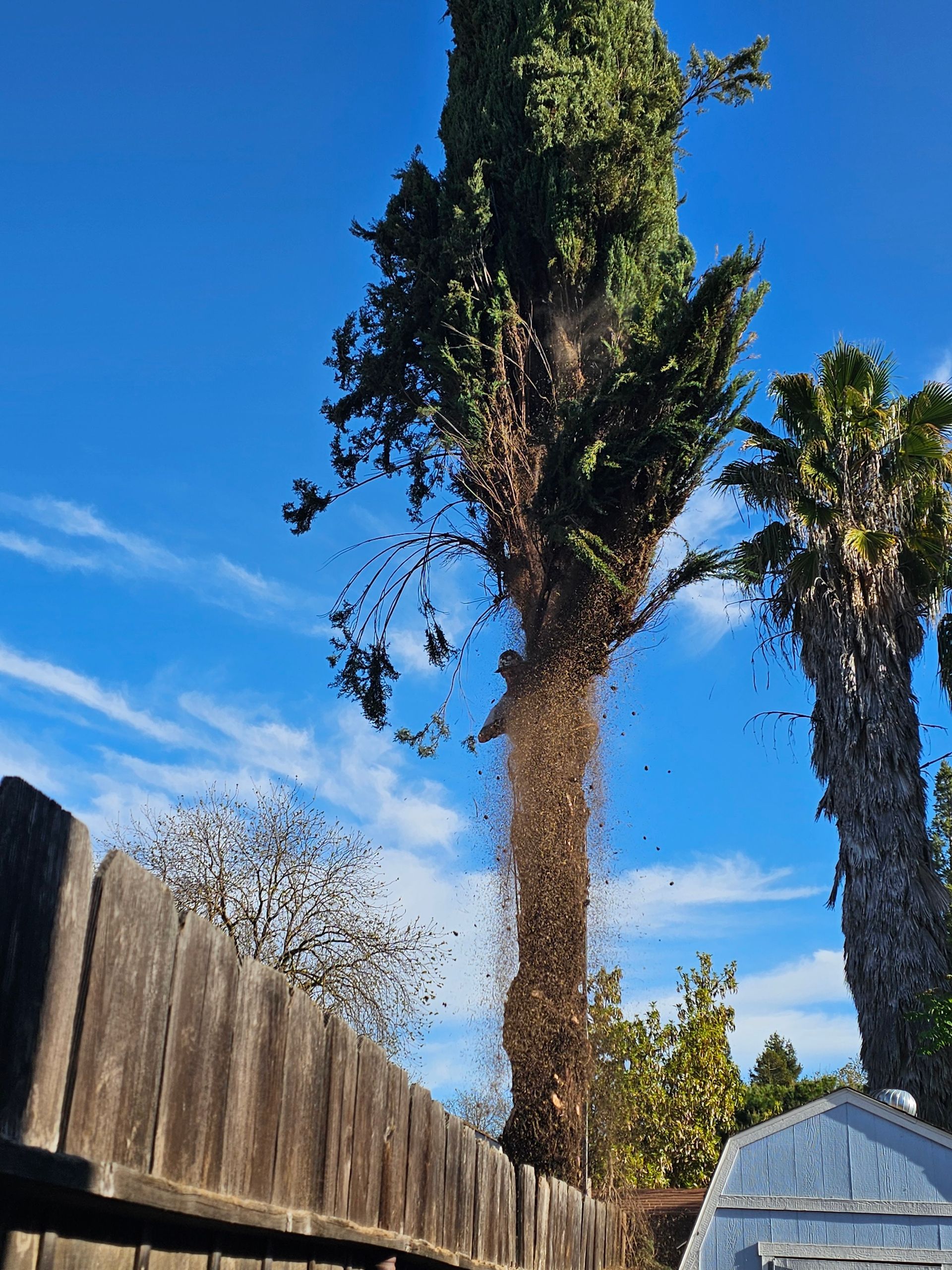 A tree with a lot of leaves coming out of it