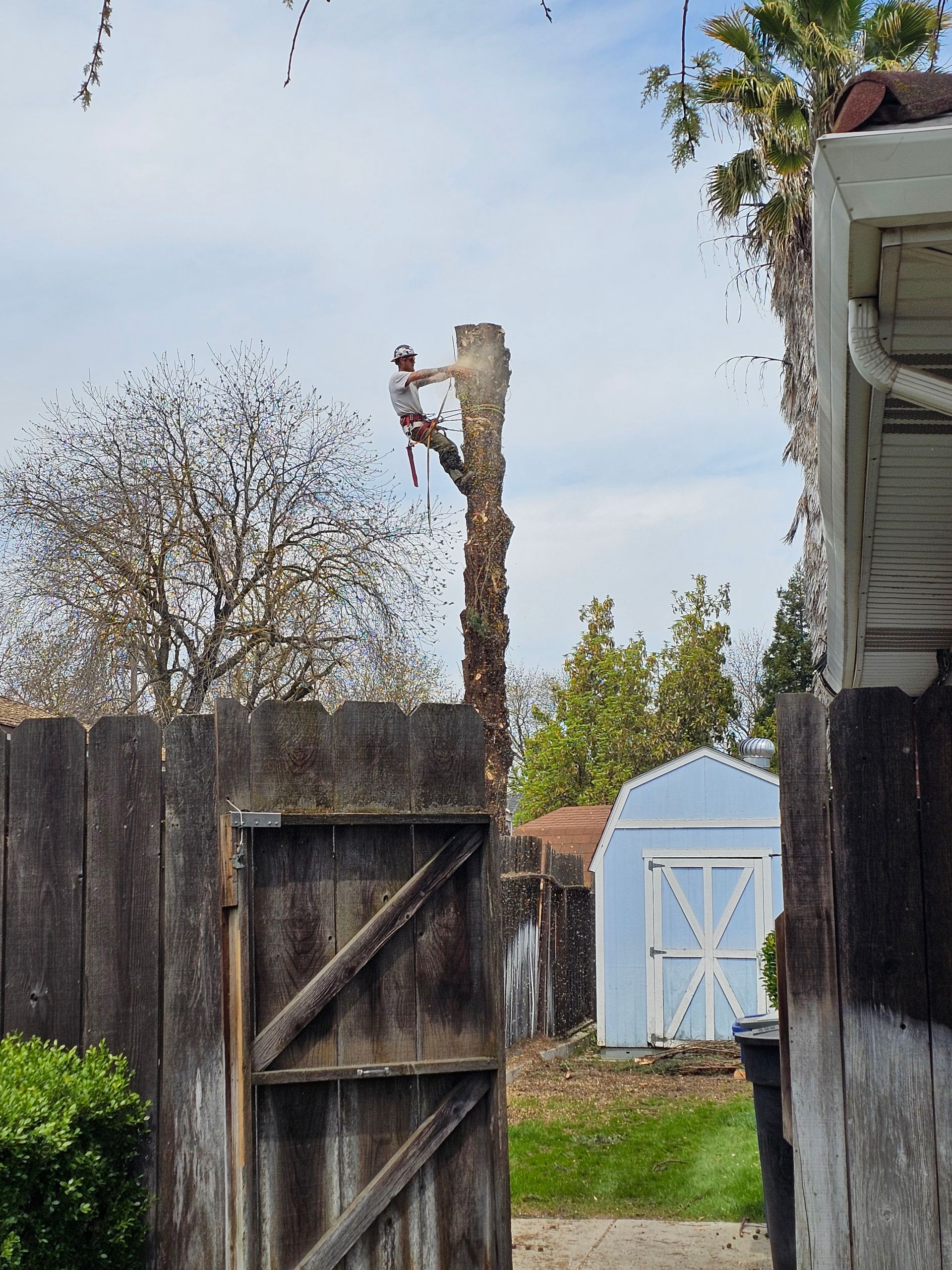 A man is climbing a tree over a wooden fence