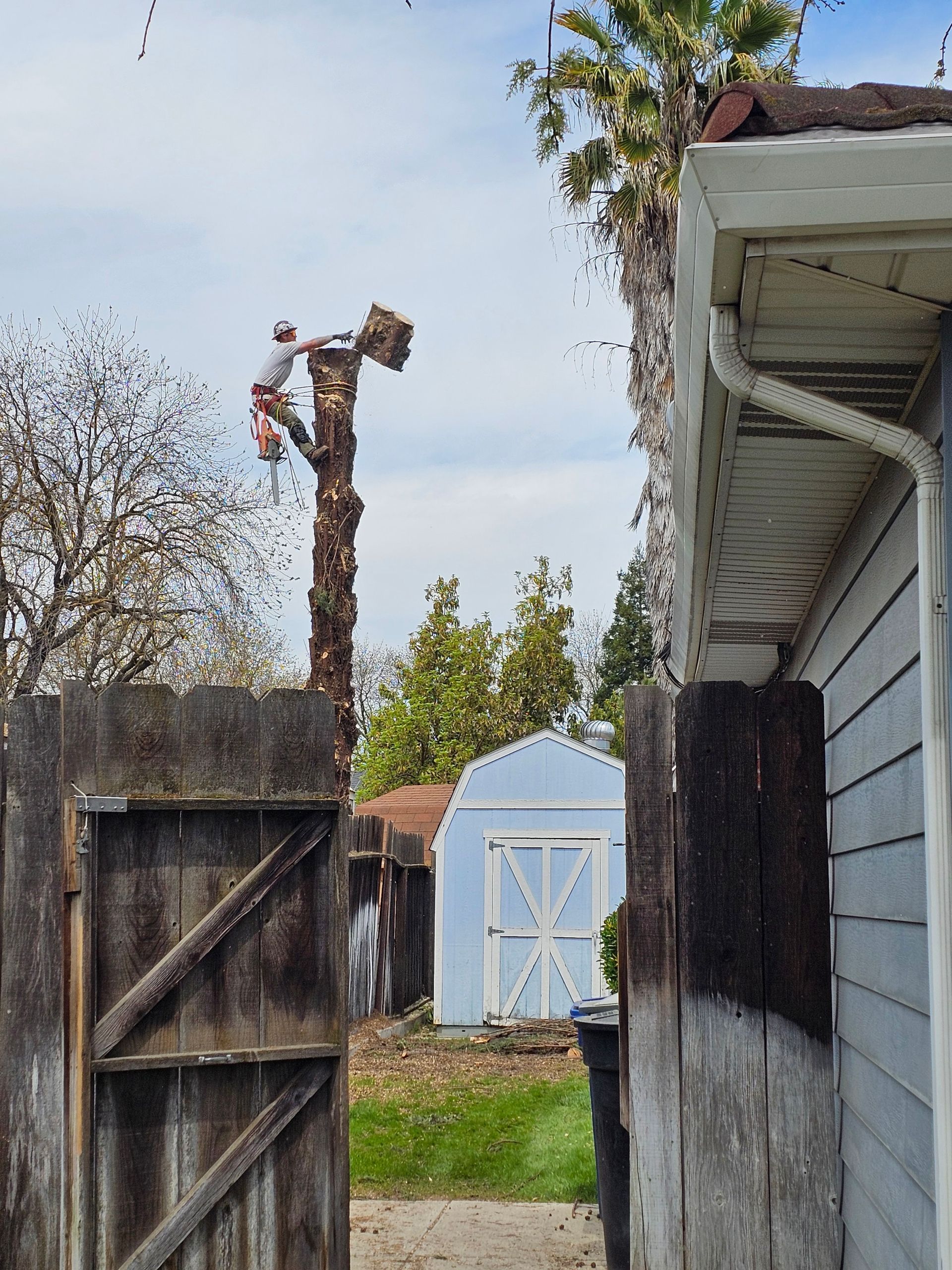 A man is climbing a tree next to a house