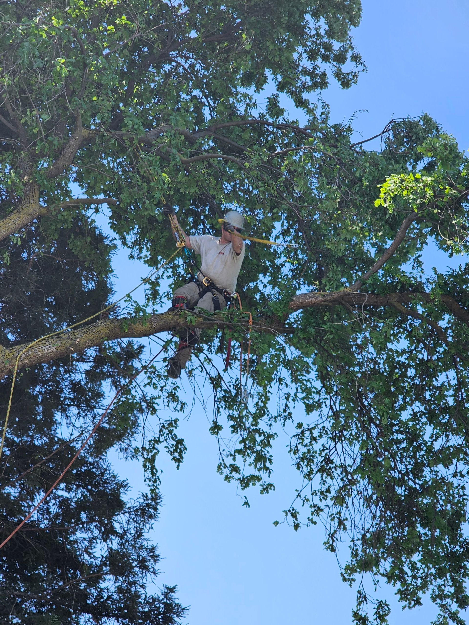 A man is climbing a tree with a rope around his neck