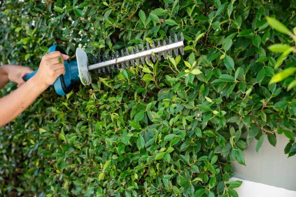A person is trimming a hedge with a hedge trimmer.