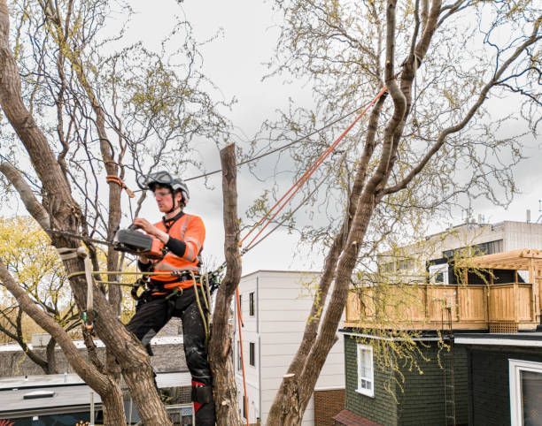 A man is climbing a tree with a chainsaw.