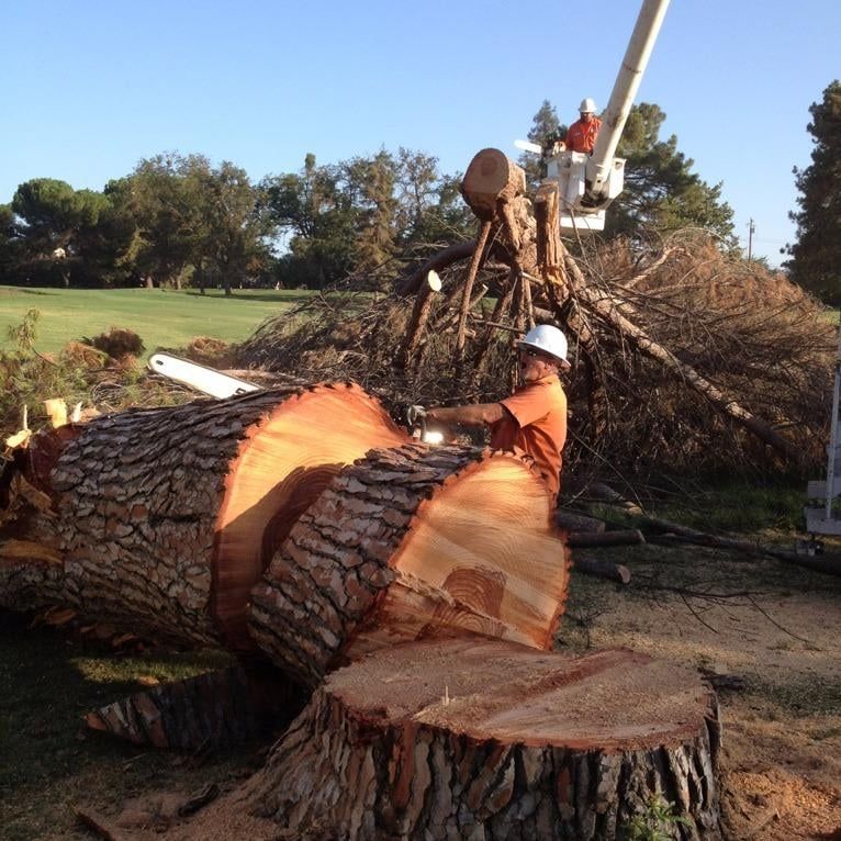 A man is cutting a tree with a chainsaw