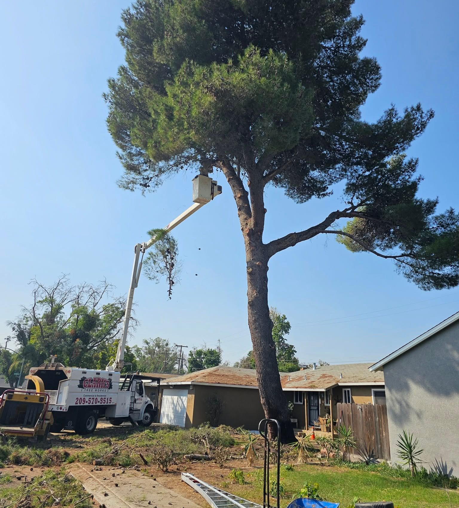 Tree removal crew trimming a tall tree beside a house under a clear blue sky