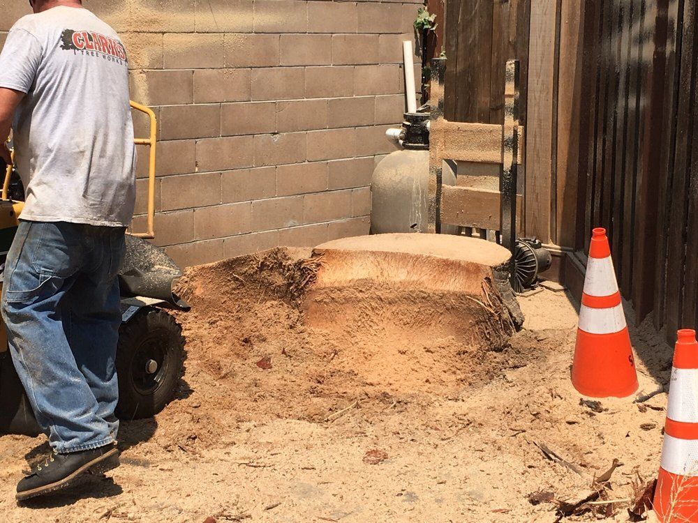 A man is standing in front of a tree stump.