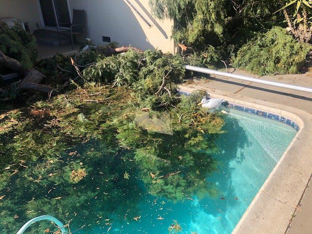 A swimming pool with a lot of branches in it