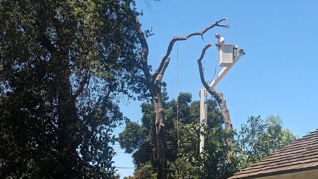 A man in a bucket is cutting a tree