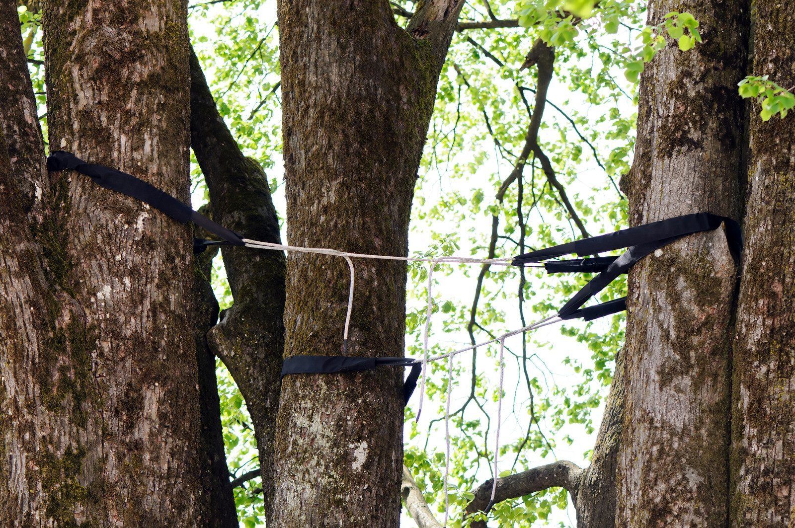 Black straps and white rope strung between three tree trunks.