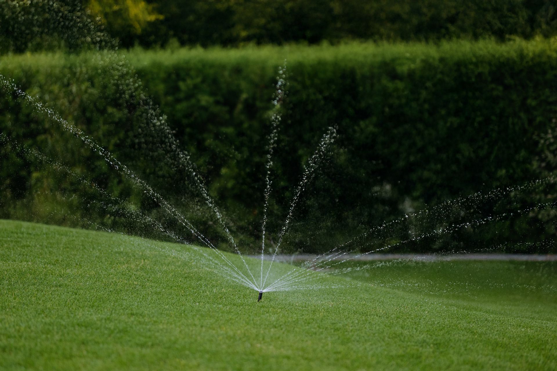 Sprinkler spraying water across a green lawn in front of a hedge