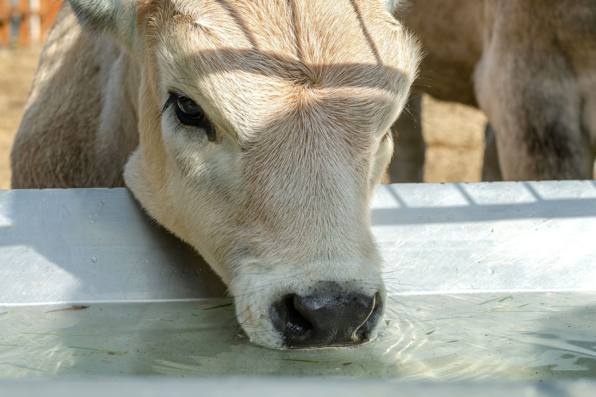 Cow drinking from a shallow water trough outdoors