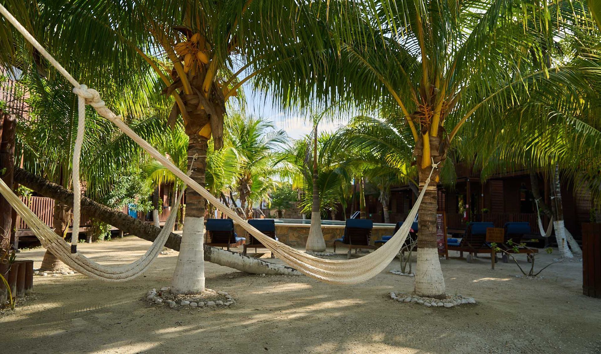 Dos hamacas blancas cuelgan entre palmeras en el patio de un complejo turístico de playa arenosa.