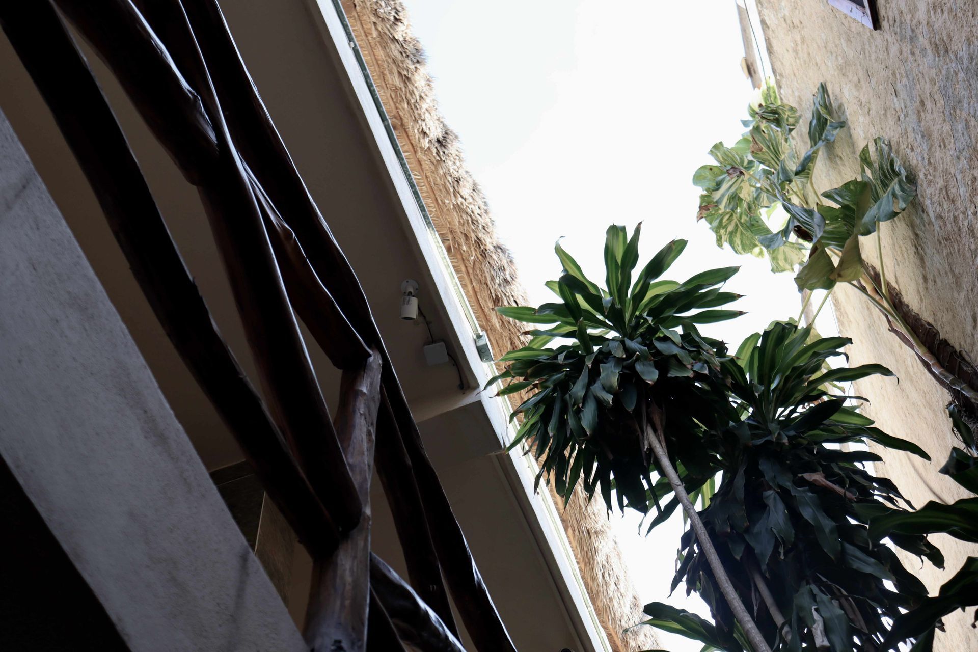 Vista inclinada de un patio soleado con paredes blancas, plantas verdes y el borde de una puerta.