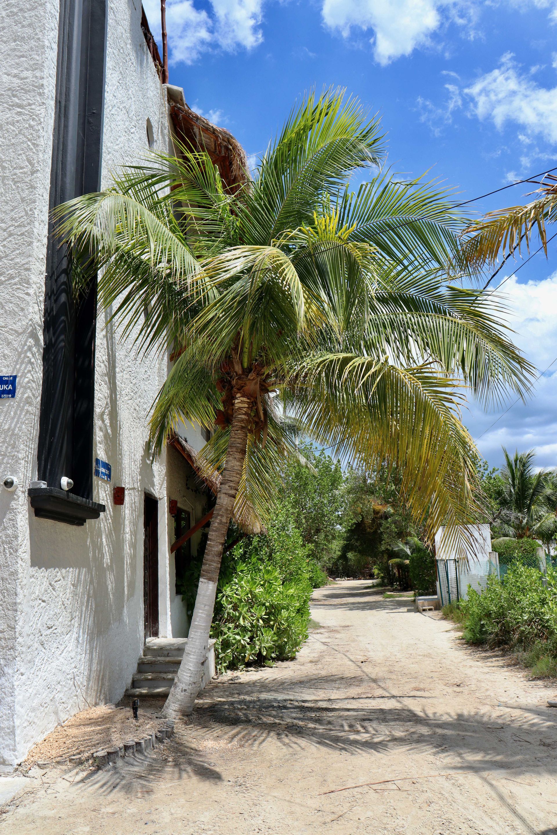 Palmera junto a un edificio blanco en un sendero arenoso soleado bajo un cielo azul.