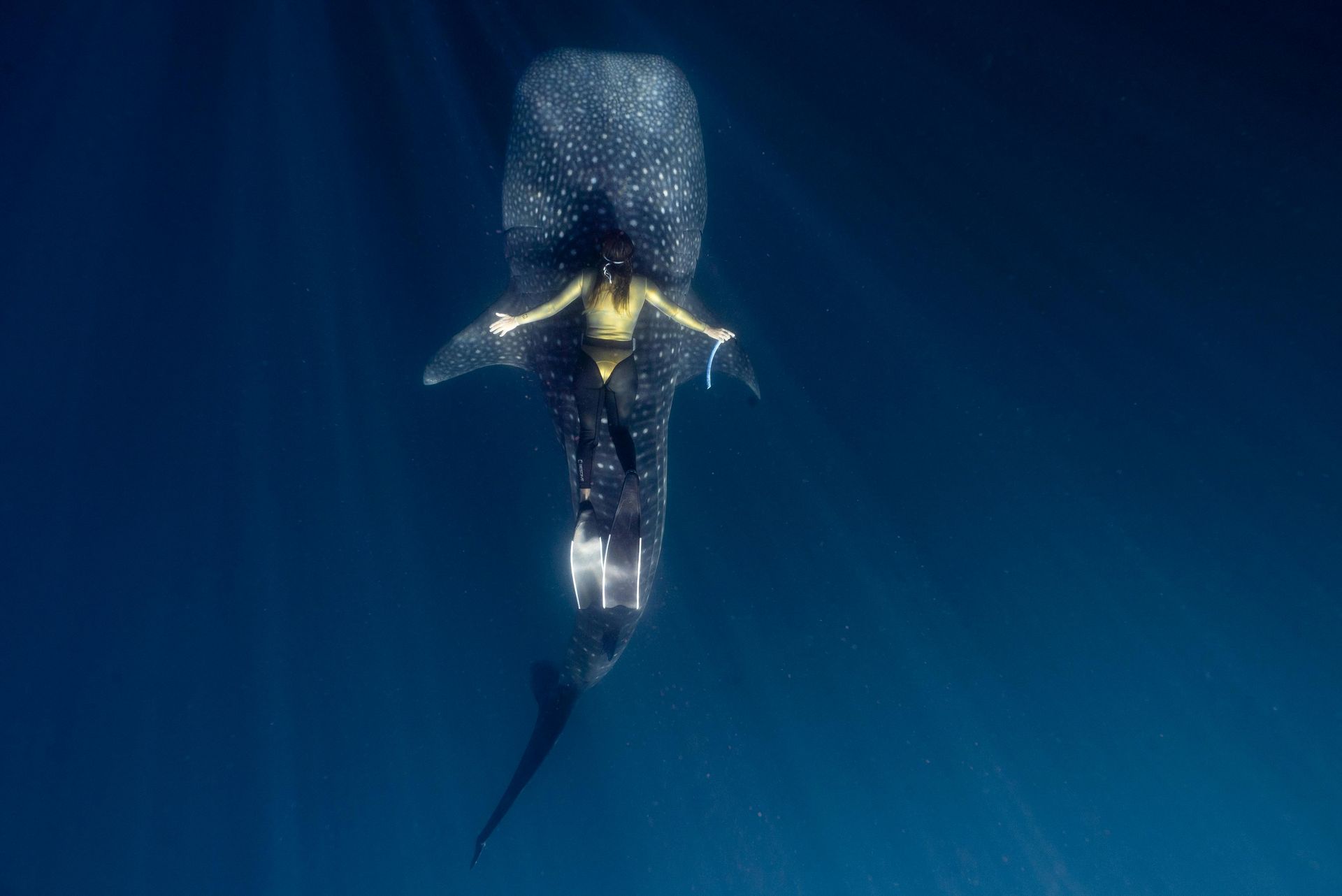 Tiburón ballena nadando en aguas azul profundo, visto desde arriba.