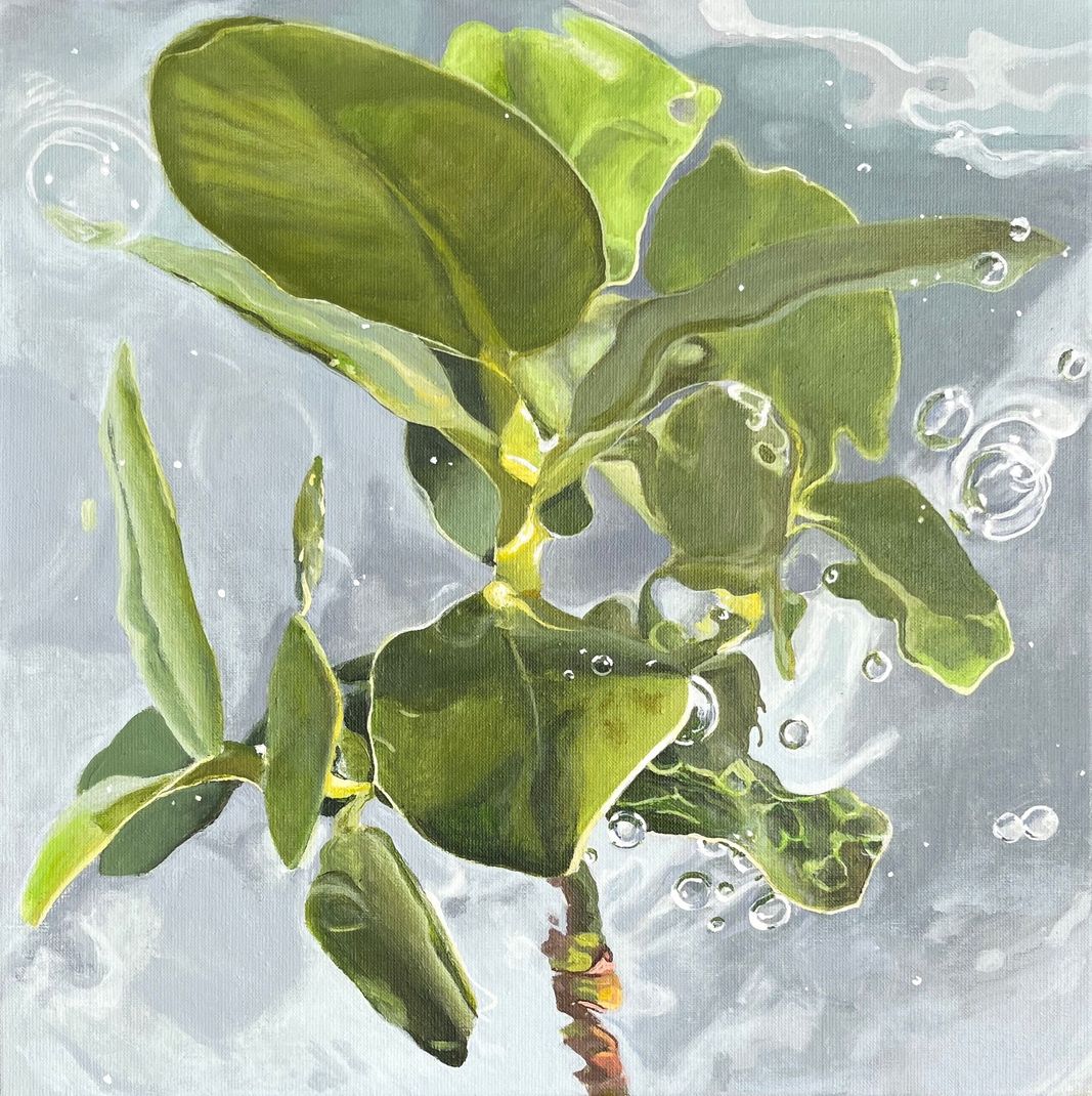 Groene plant met brede bladeren zichtbaar door water, met bubbels en een lichte achtergrond.