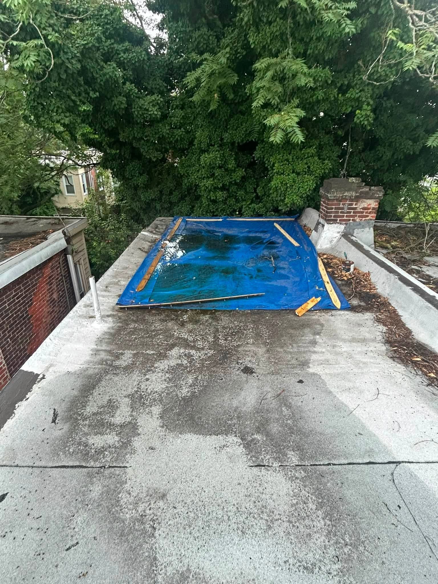 Blue tarp-covered debris on a cracked driveway leading to dense green trees.