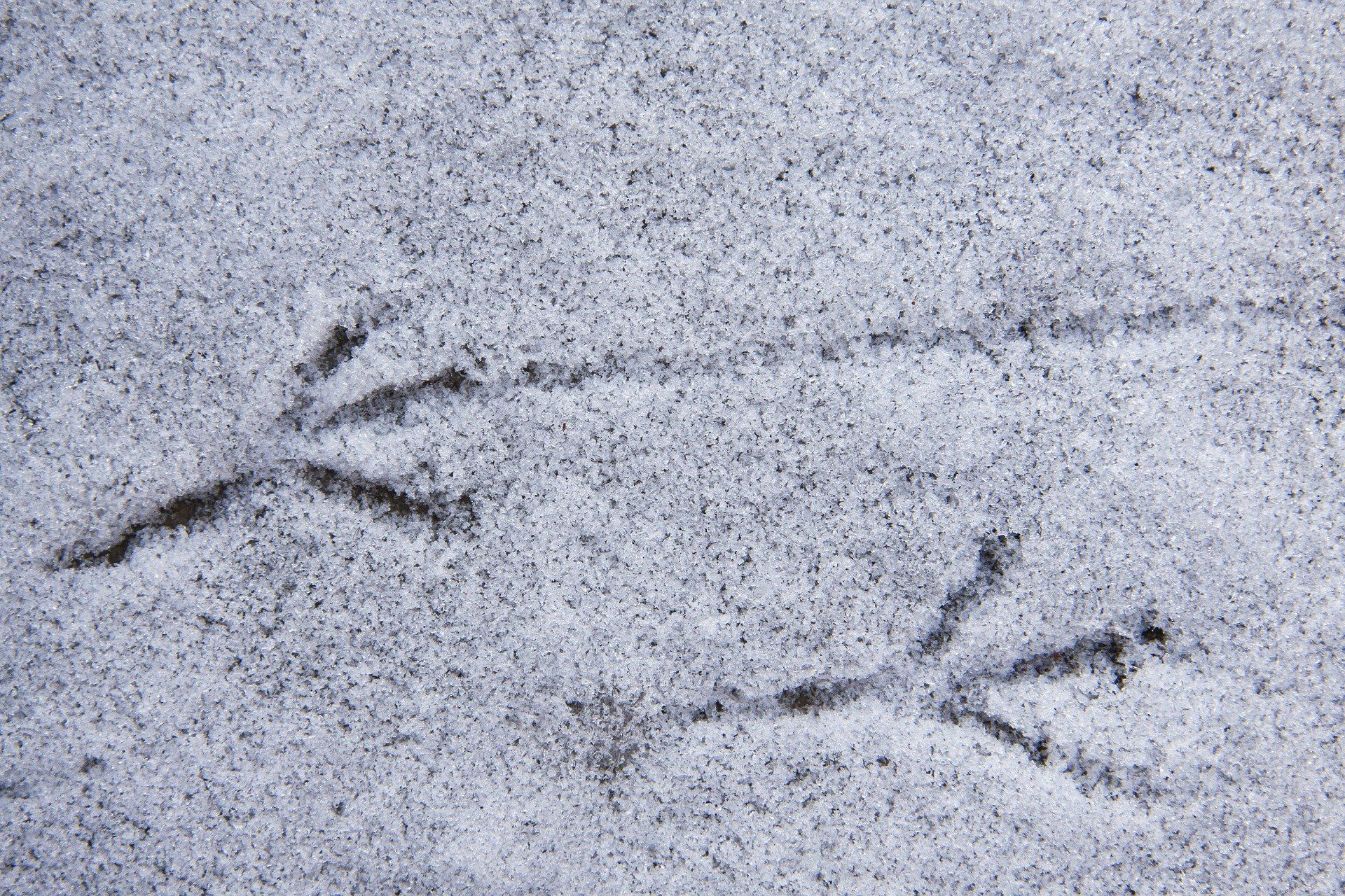 Bird tracks in snow.