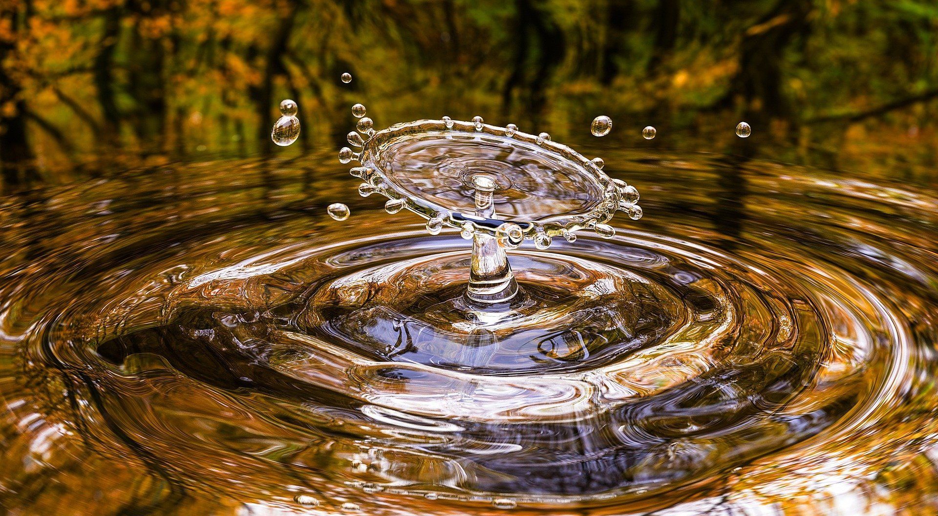 Water droplet creating a crown-shaped splash in a pond with concentric ripples, surrounded by blurred autumn foliage.