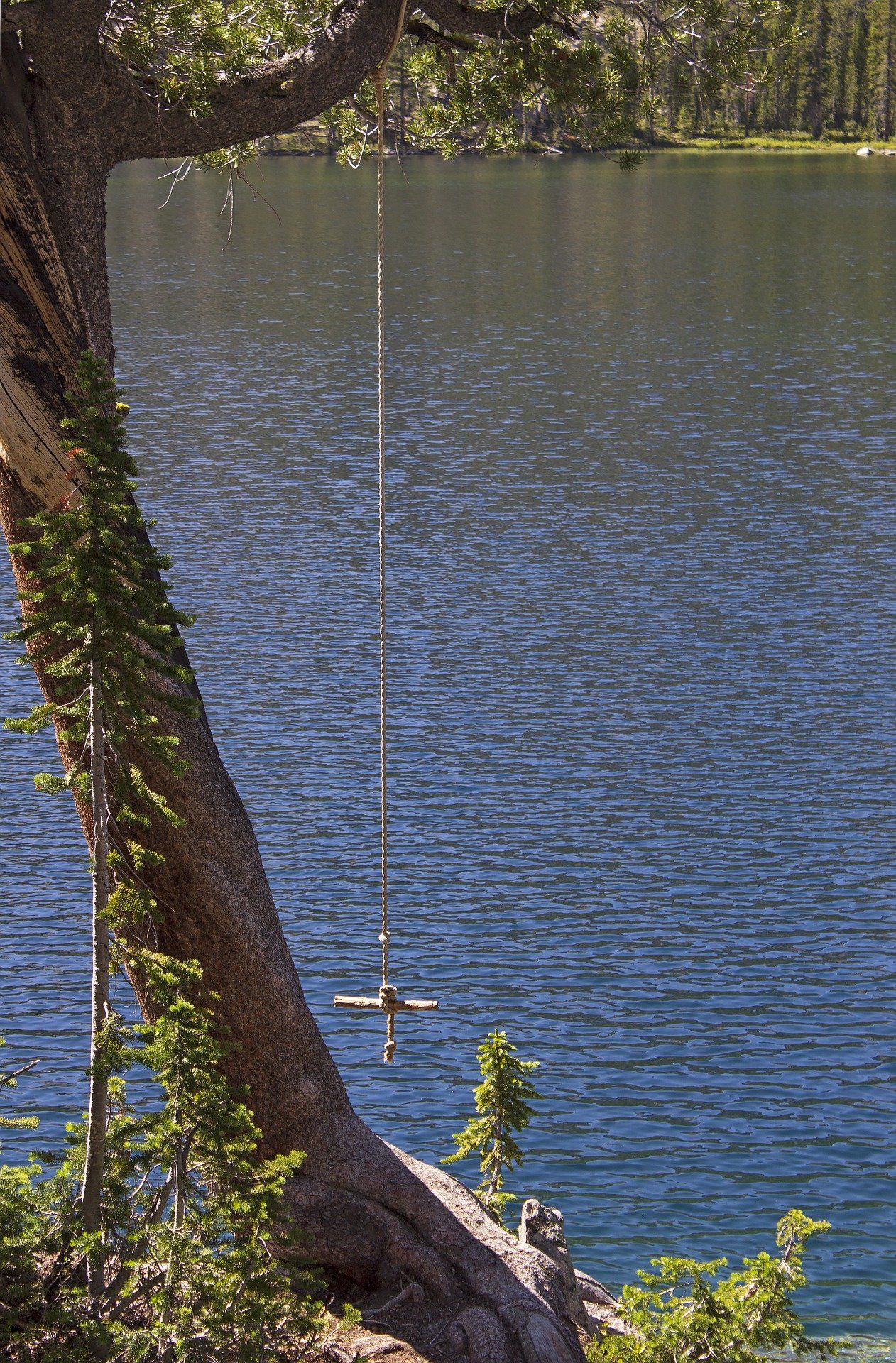 A rope swing hangs from a tree over a calm blue lake.
