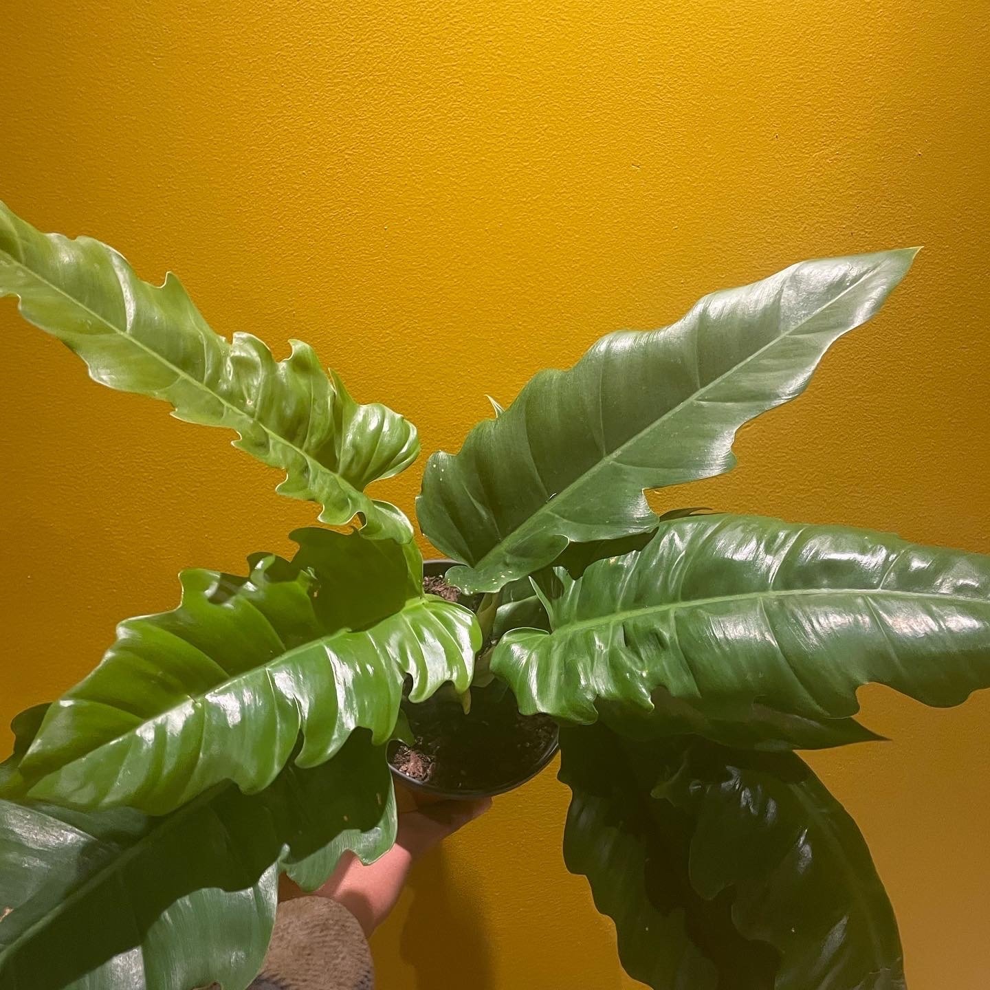 House of Plants Soil Sister Plant Nursery