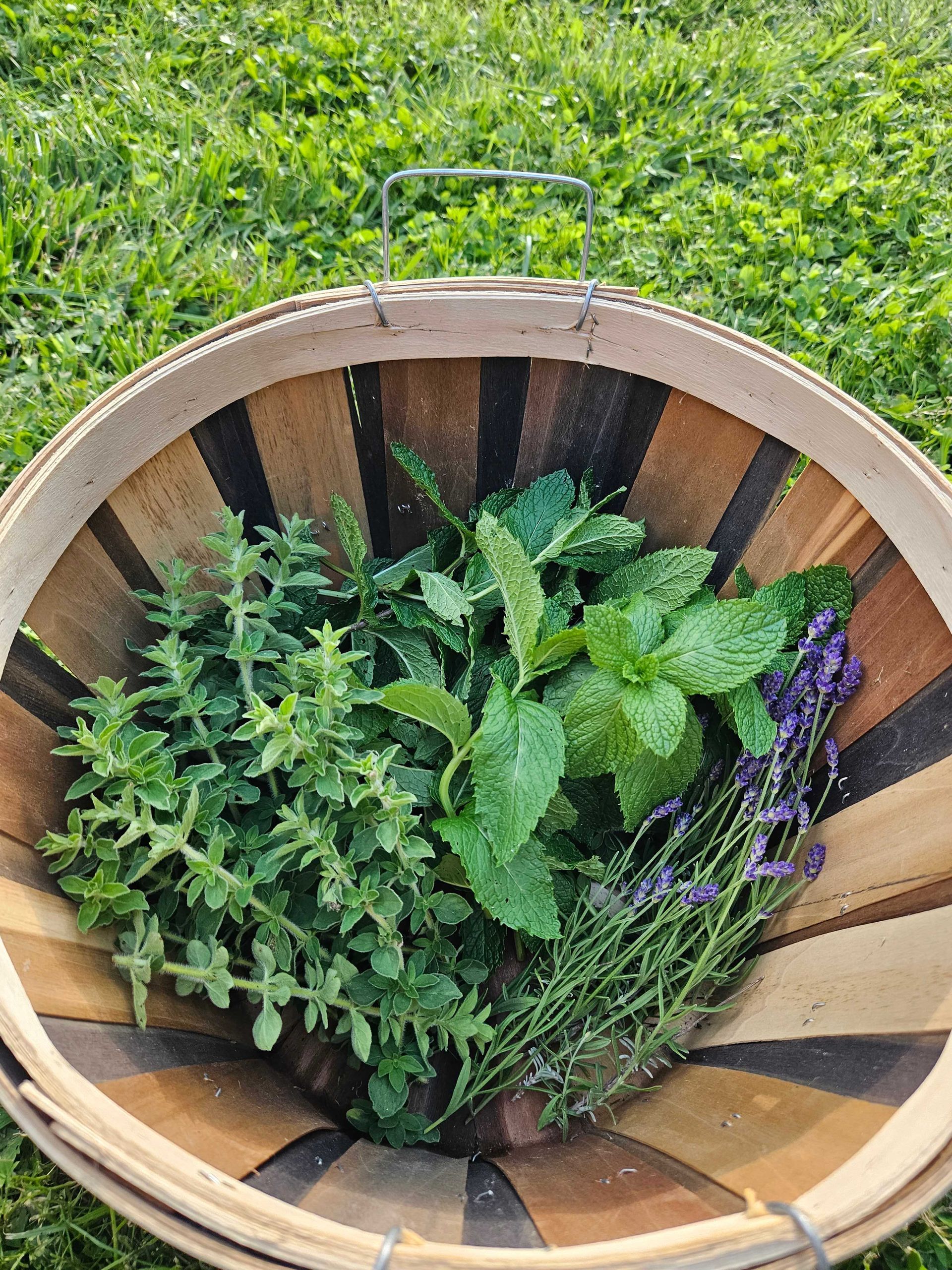 Fresh green herbs in a wooden basket on grass