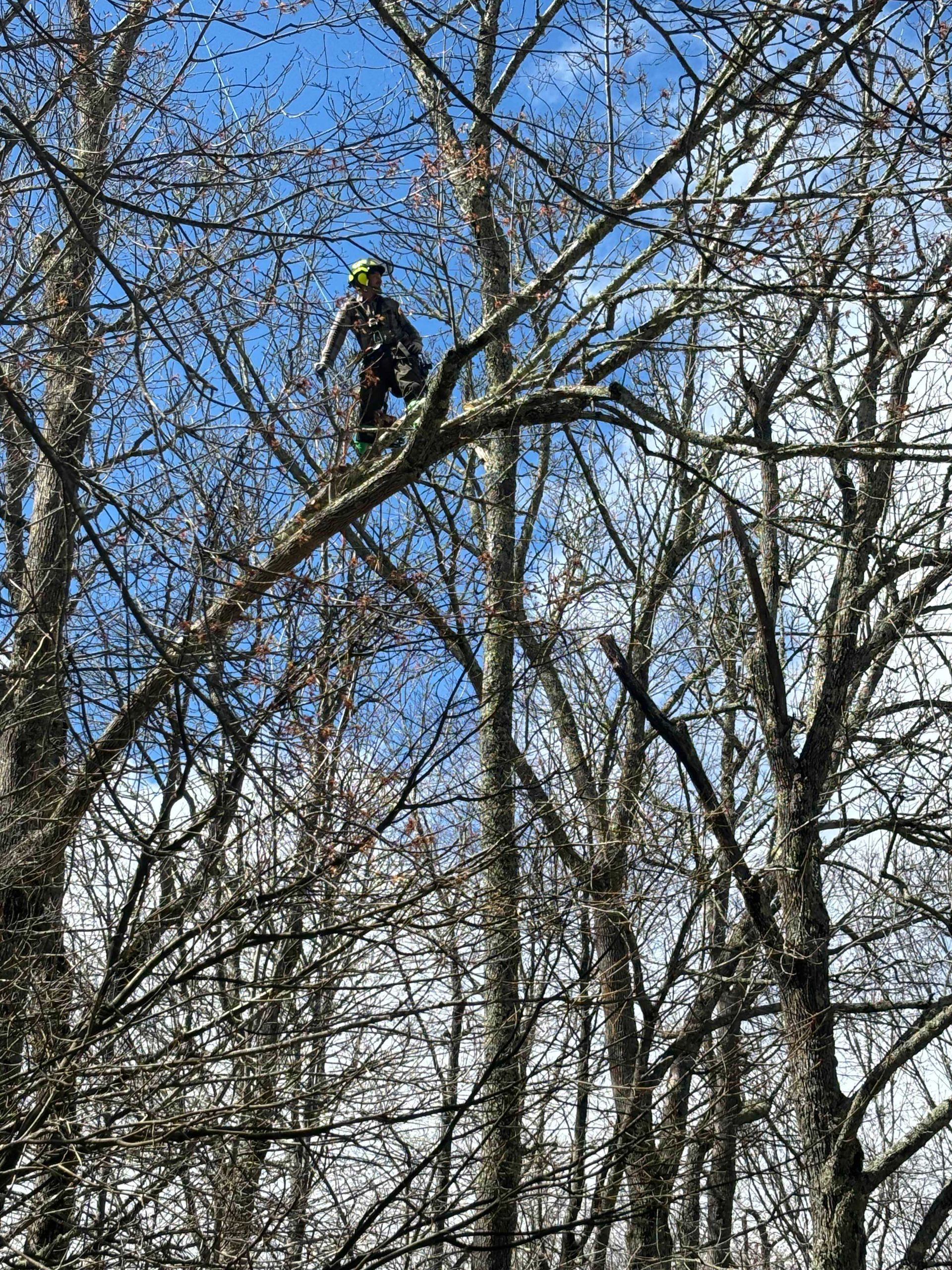Person perched high in a leafless tree under a blue sky in a wooded area