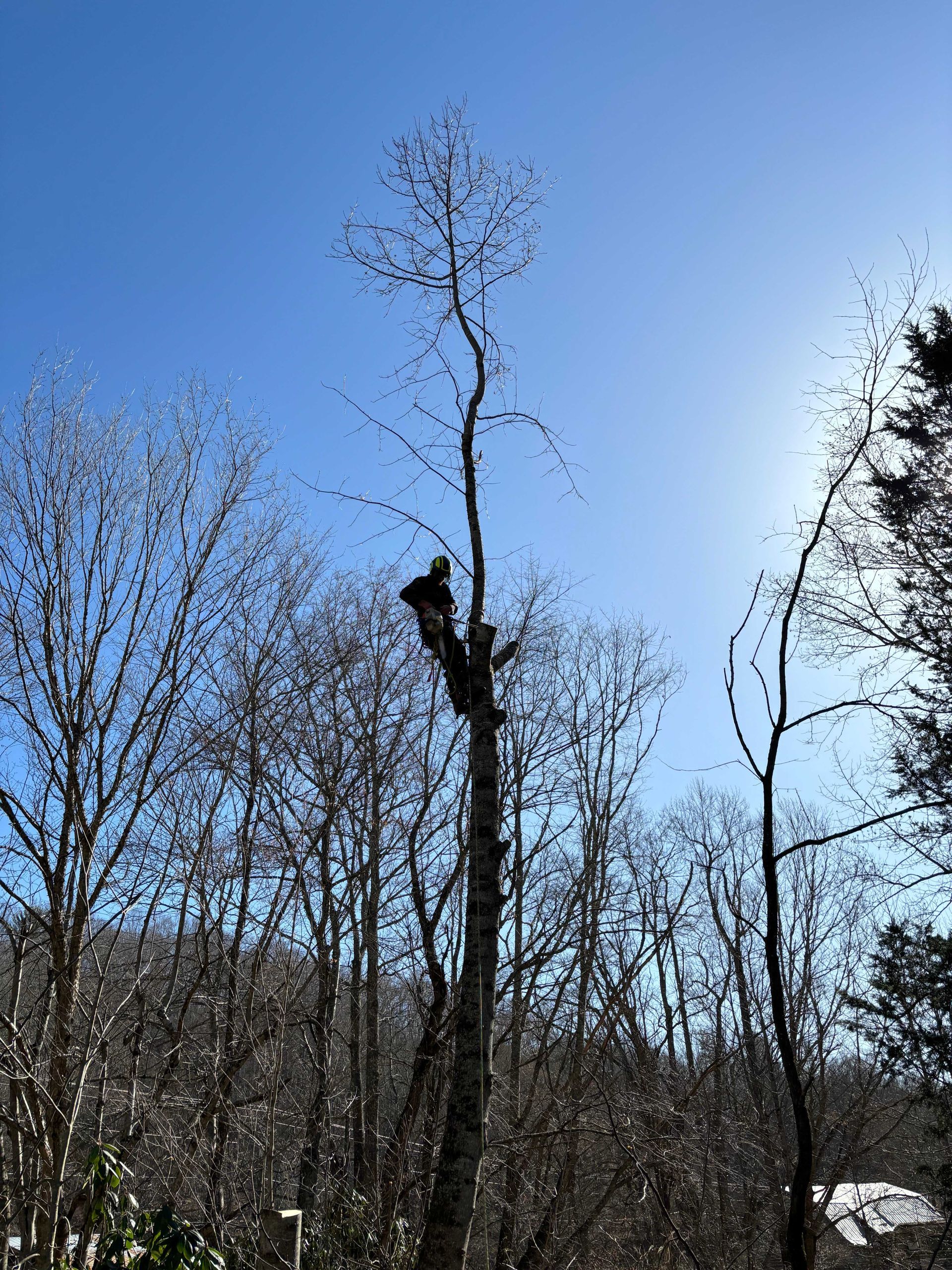 Tall bare tree under a clear blue sky in a wooded area with a few leafy branches and a bird nest.
