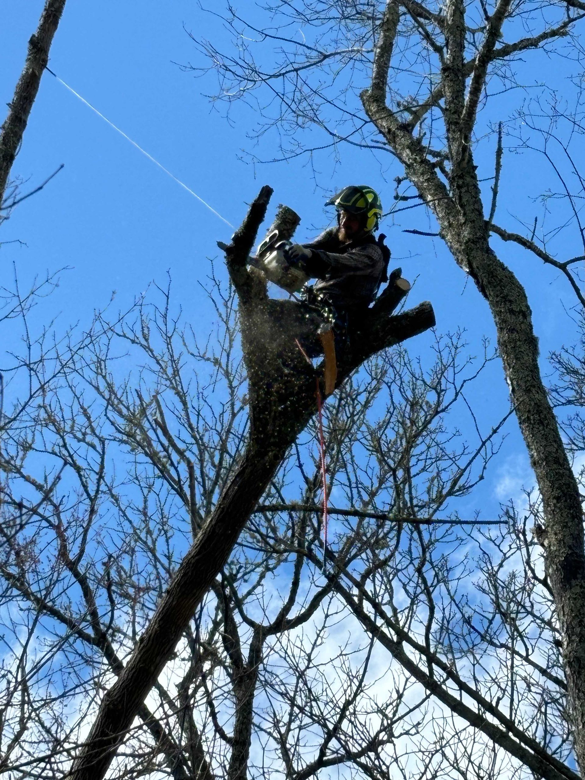 Person in a safety harness trimming a tall tree against a blue sky.