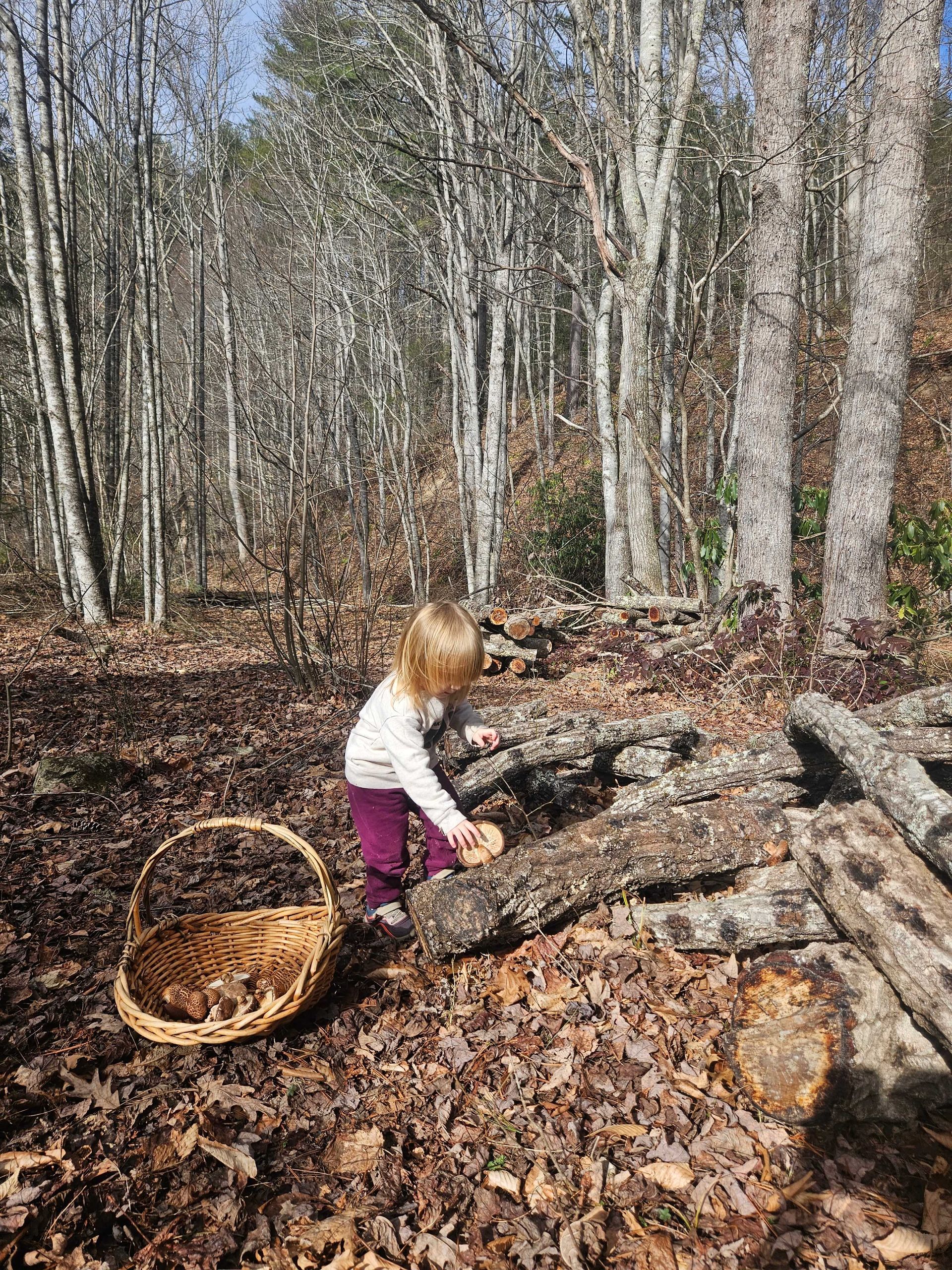 Child in a forest lifting a log beside a woven basket on leaf-covered ground
