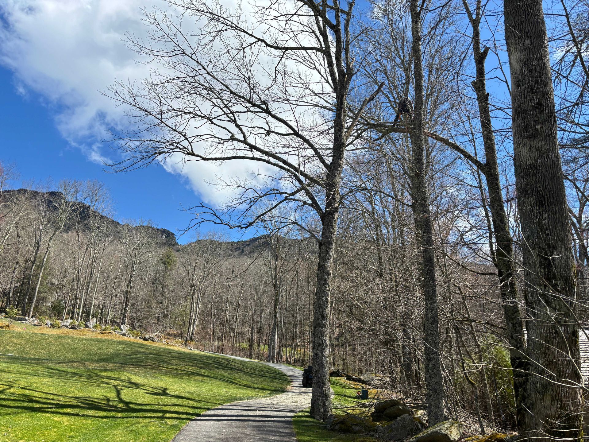 Leafless trees along a grassy park path under a bright blue sky