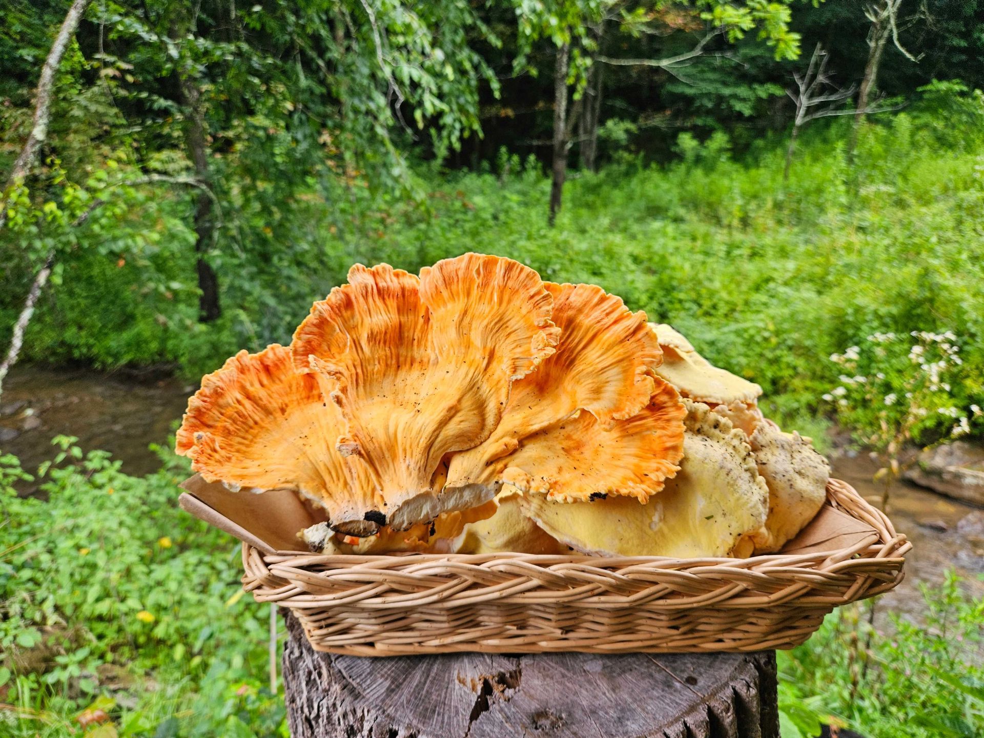 Basket of orange and cream mushrooms in a forest setting