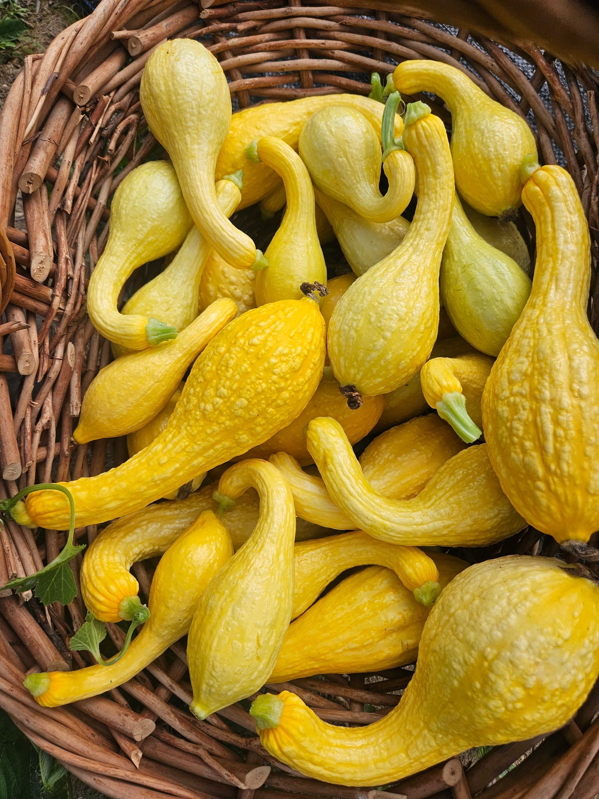 Basket of yellow gourds with curved necks, piled together in a woven basket