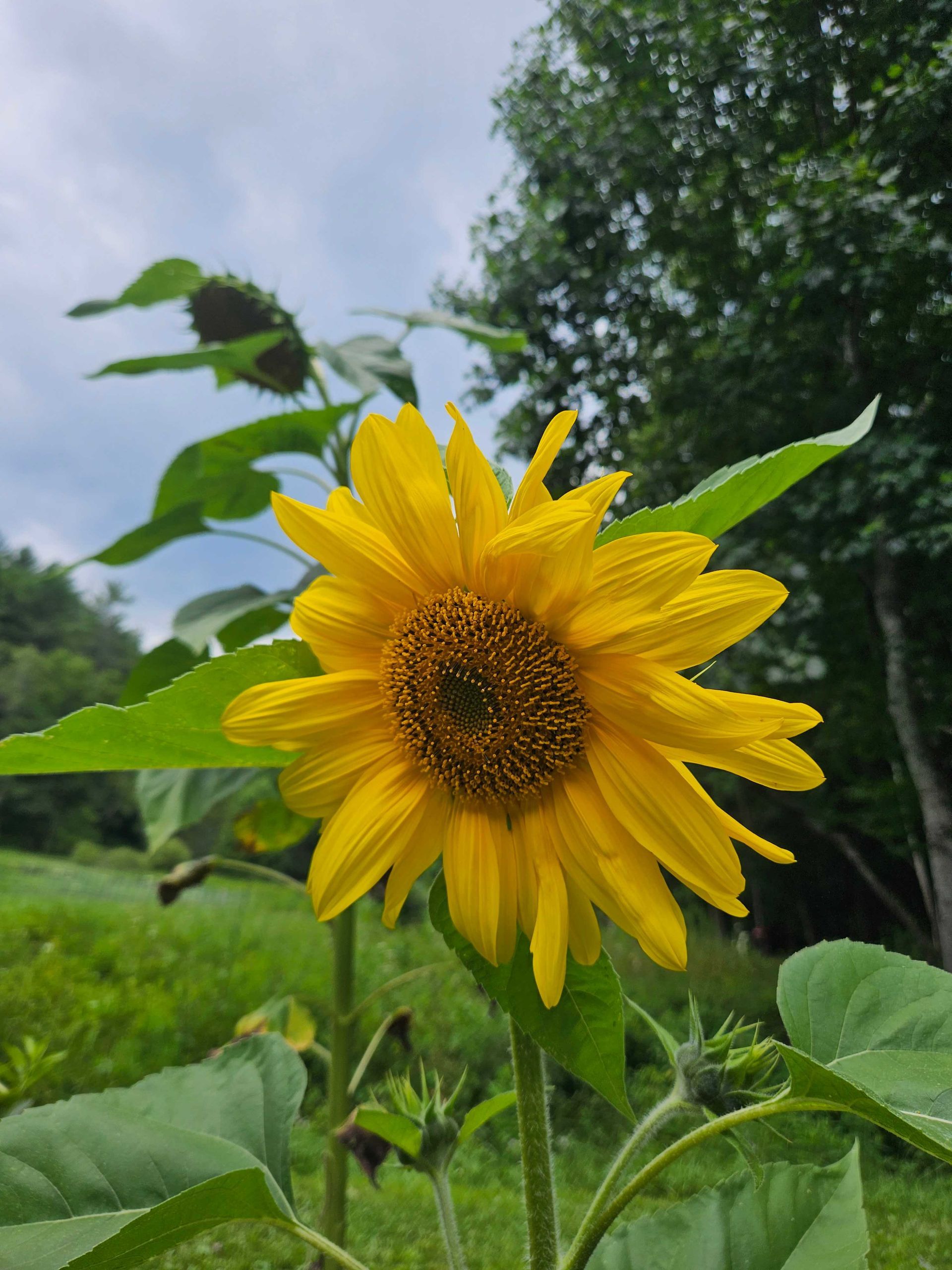 Yellow sunflower in a green garden under a cloudy sky