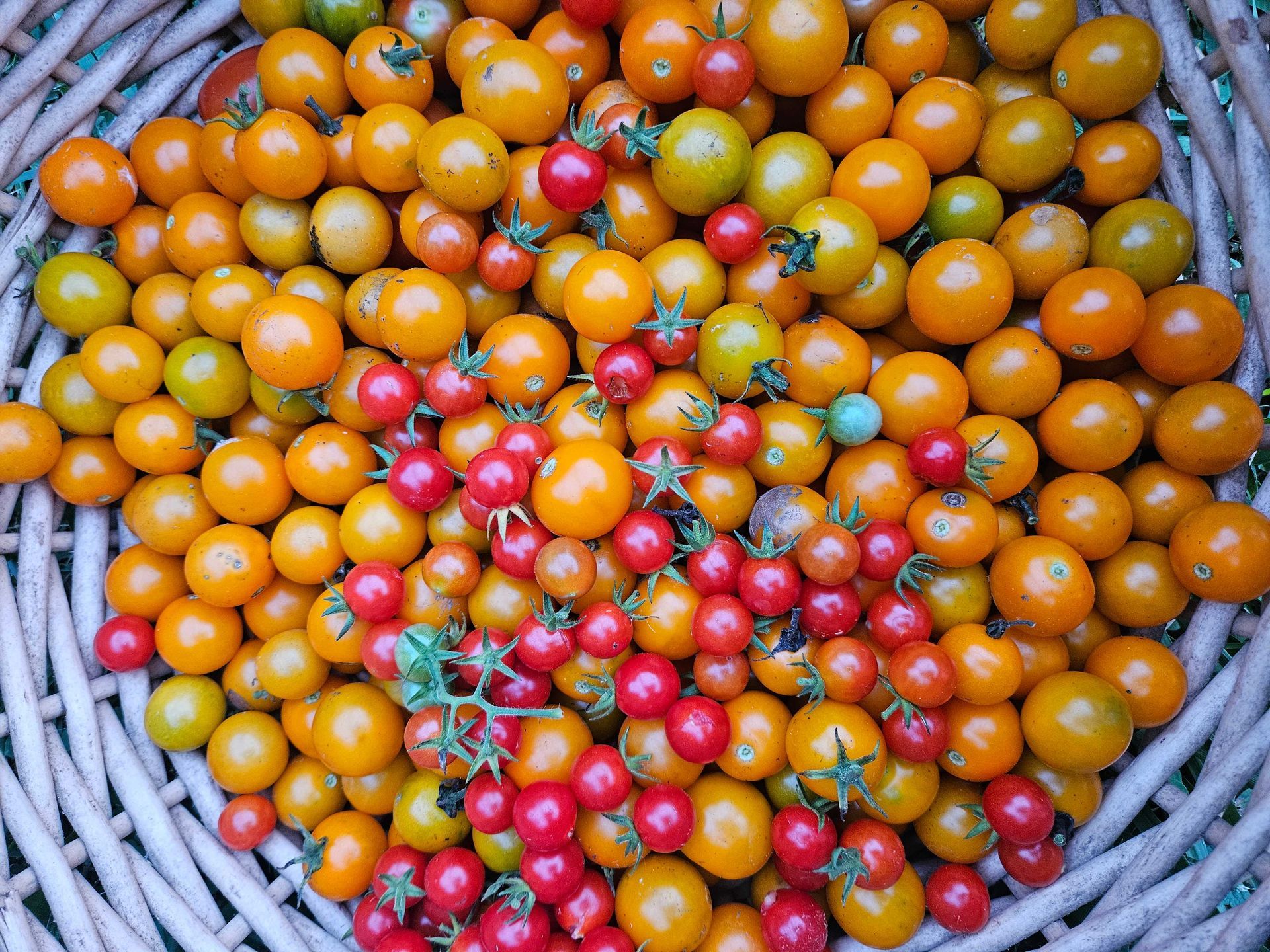 Colorful pile of ripe cherry tomatoes in shades of red, orange, and yellow in a woven basket