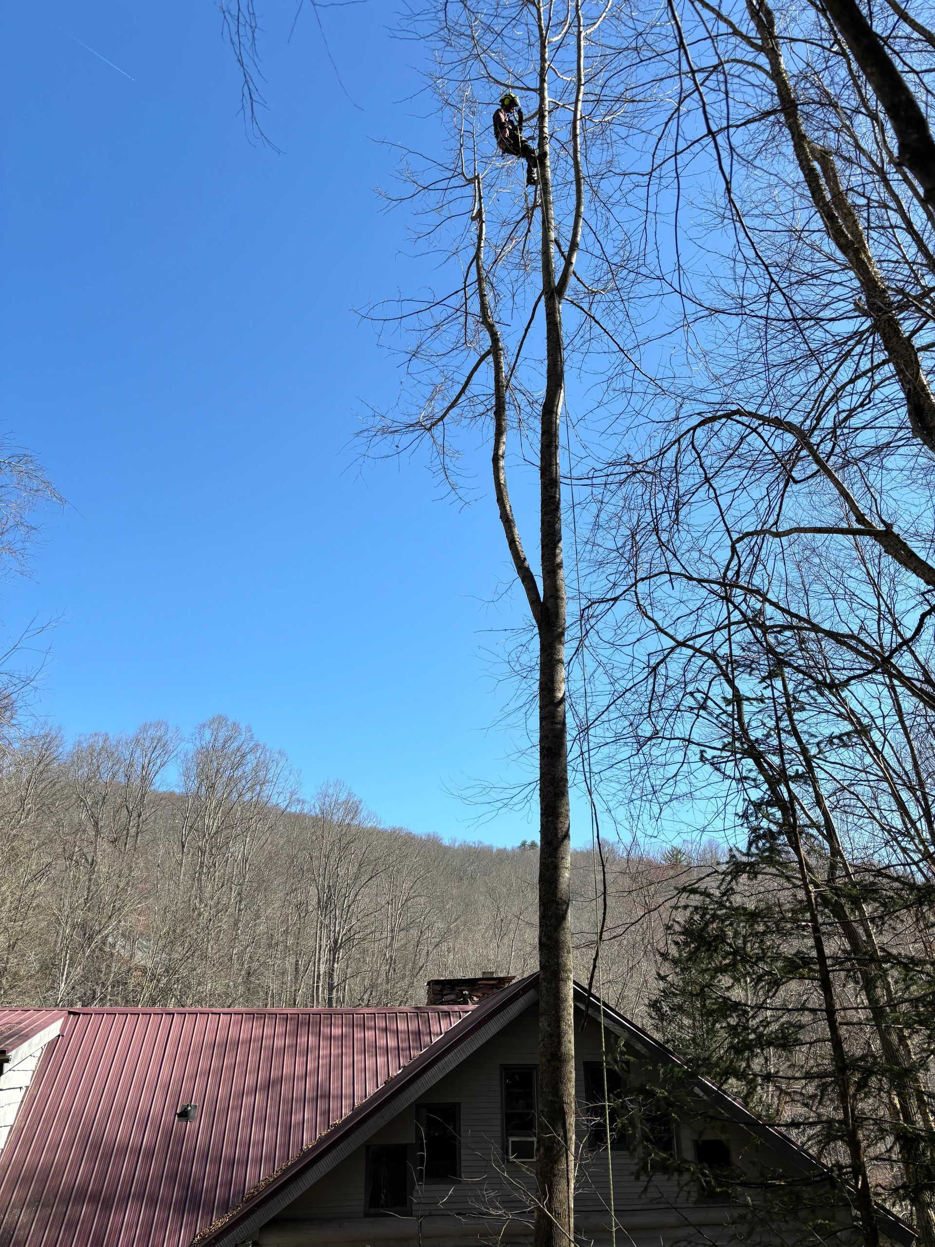Tall bare tree against blue sky above a red-roofed building and wooded hills